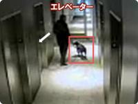 電車 カル ログ ローチェ