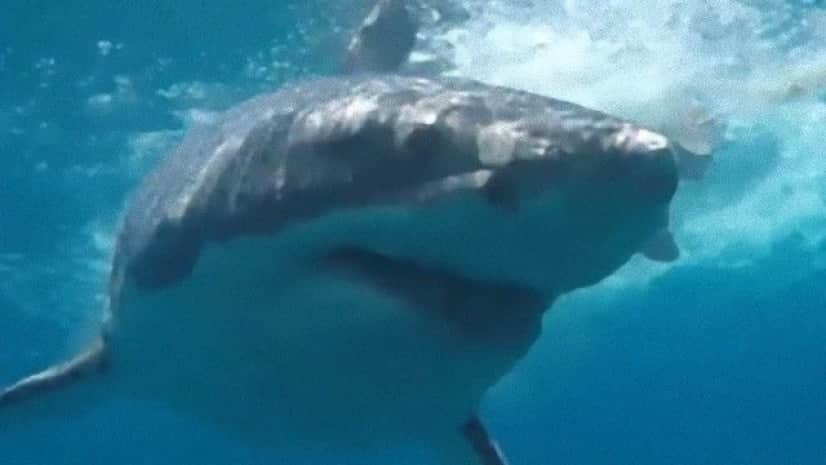 超ポイントバック祭 魚オトリ ささめ 選択あり Materialworldblog Com 超ポイントバック祭 魚オトリ ささめ 選択あり Materialworldblog Com