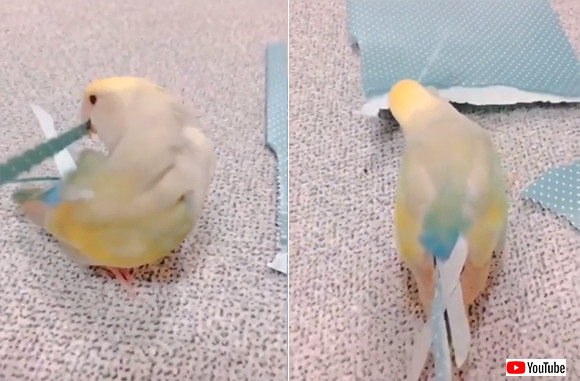 おしゃれ心が芽生えたインコ 包装紙をクチバシでちぎって尾羽の飾りに カラパイア