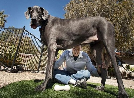 ２メートルを超える世界一大きい犬 グレート デーンの ジョージ さんがついにギネスレコードに公認される カラパイア