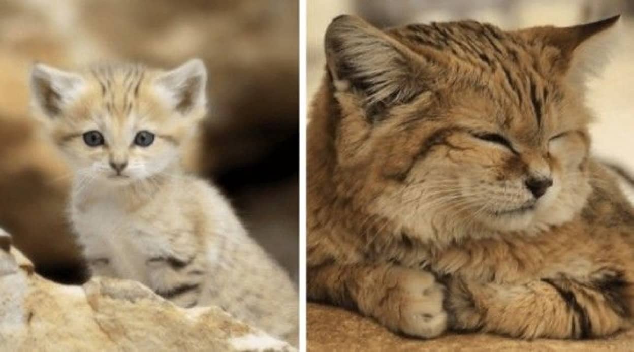 猫界のピーターパン 永遠の子猫 スナネコ の姿に癒されるの会 カラパイア 猫界のピーターパン 永遠の子猫 スナネコ の姿に癒されるの会 カラパイア