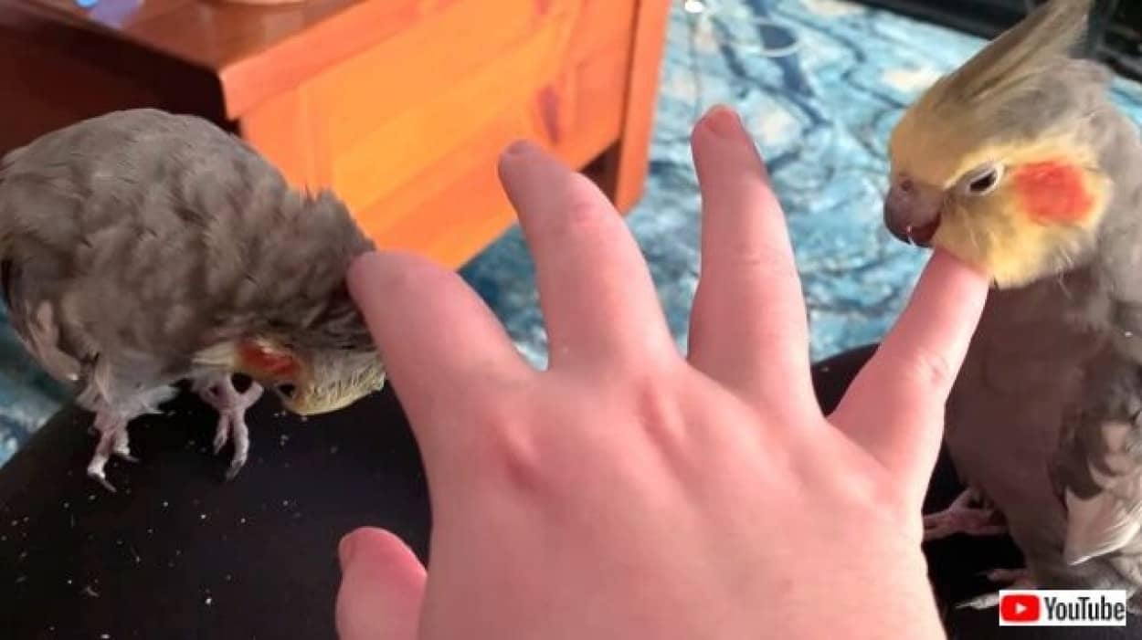 片手で2羽のオカメインコを愛でるには 両手に花 ならぬ 両指に鳥 の極上あったかタイムをどうぞ カラパイア 片手で2羽のオカメインコを愛でるには 両手に花 ならぬ 両指に鳥 の極上あったかタイムをどうぞ カラパイア