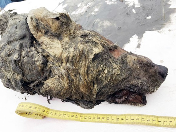 死後4万年が経過した更新世の巨大オオカミの完全な頭部がシベリアで発見される ロシア カラパイア