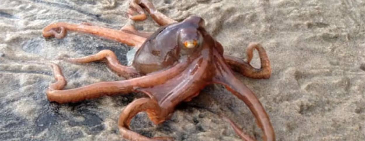 障害物を乗り越えて海まで歩く タコの大冒険 カラパイア