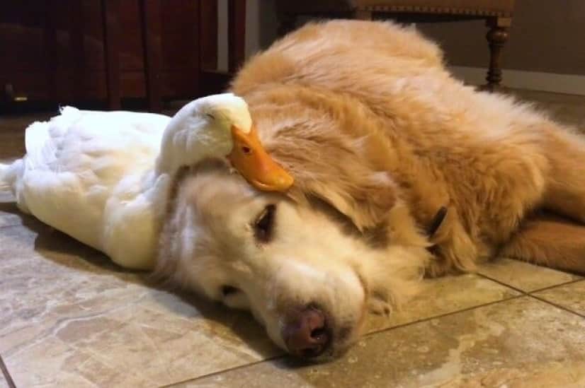 眠いときに眠れるのって幸せじゃない キュートな生き物たちの寝落ちシーン総集編 カラパイア