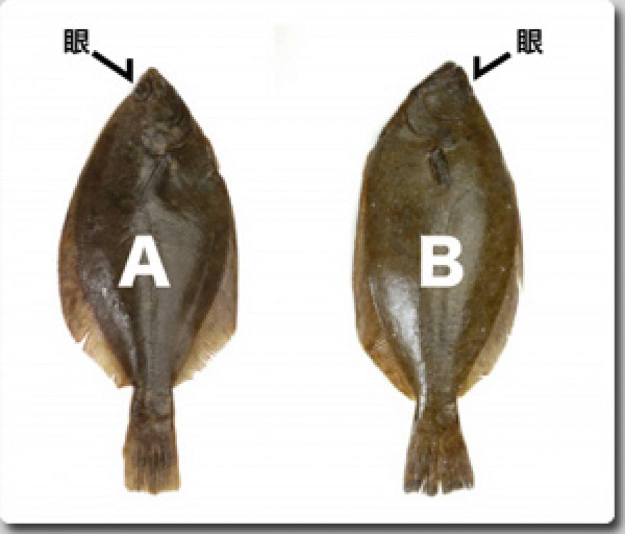 ヒラメ カレイ 目の偏りは脳のねじれから始まることが解明される 東北大 カラパイア