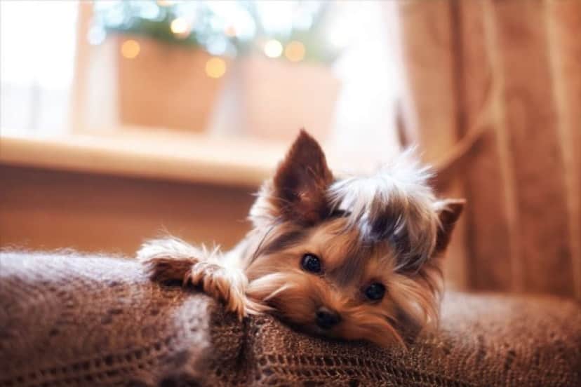 犬を独りぼっちで留守番させているとき 犬の身に起きること 犬を寂しくさせないためには カラパイア