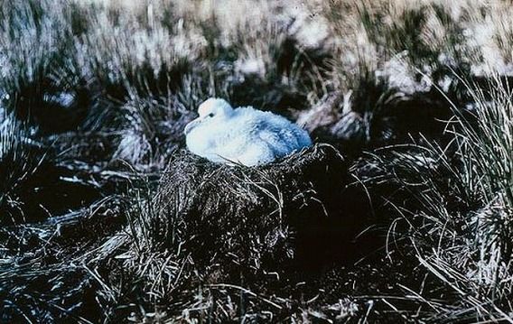antarctica_12