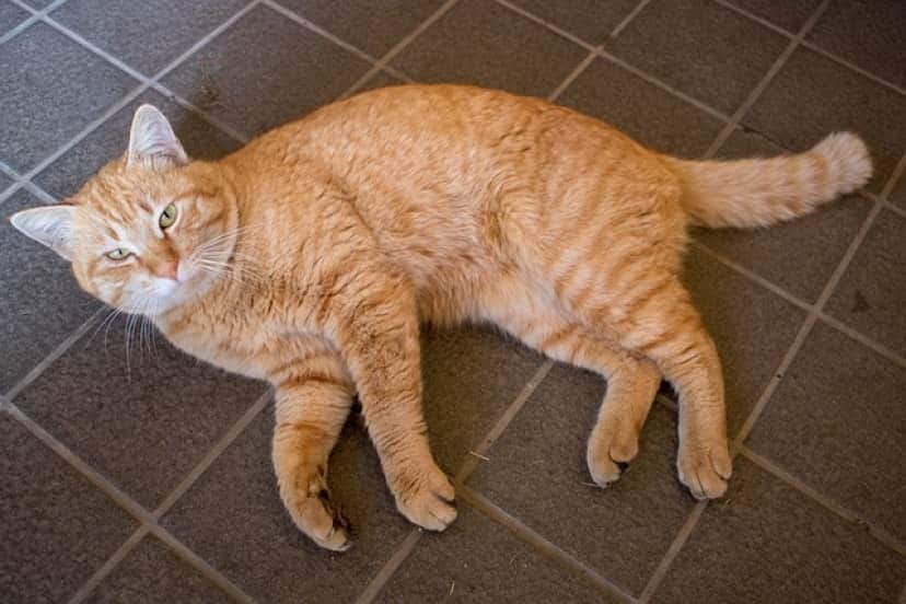 cat-gb3ed71ada_640