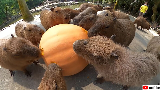 カピバラがかぼちゃを食べる時の咀嚼音が心地よい