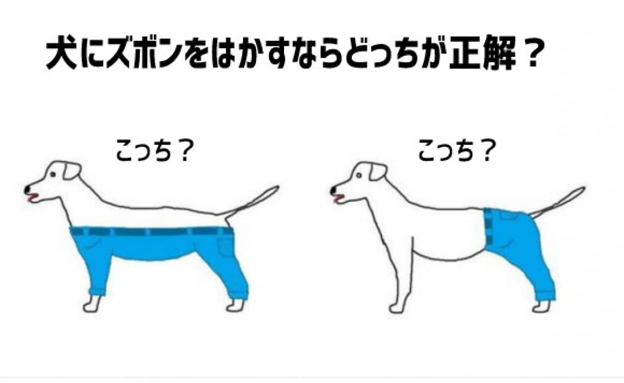 これは悩むわ 犬にズボンをはかすならどっちが正解 カラパイア