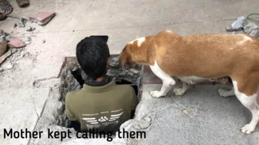 mother dog _e
