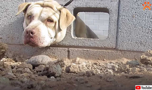 犬、詰まる。ブロック塀の穴に突っ込んだ頭が抜けなくなった犬の救出大作戦