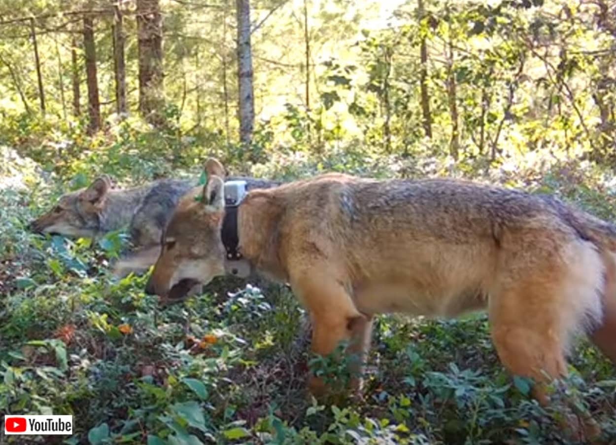 果物もいけるくちです。オオカミたちがブルーベリーを食べる珍しい映像