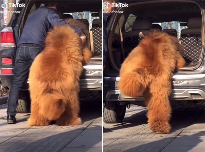 犬というより熊 重さ136キロのチベタン マスティフは車に乗り込むのも一苦労 カラパイア 犬というより熊 重さ136キロのチベタン マスティフは車に乗り込むのも一苦労 カラパイア