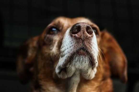 犬はニオイを嗅ぐだけで飼い主の恐怖心を感じ取ることができる（イタリア研究）