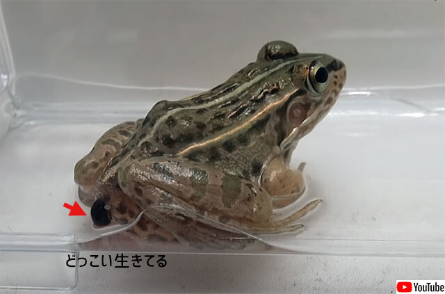 カエルに食べられてもお尻から脱出できる虫