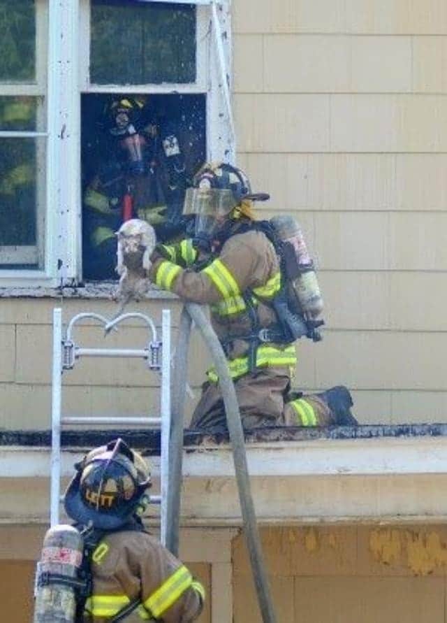 火事や高所も何のその 猫を救う消防士たちの雄姿 カラパイア 火事や高所も何のその 猫を救う消防士たちの雄姿 カラパイア