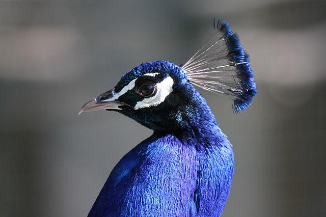 peacock-4641792_640