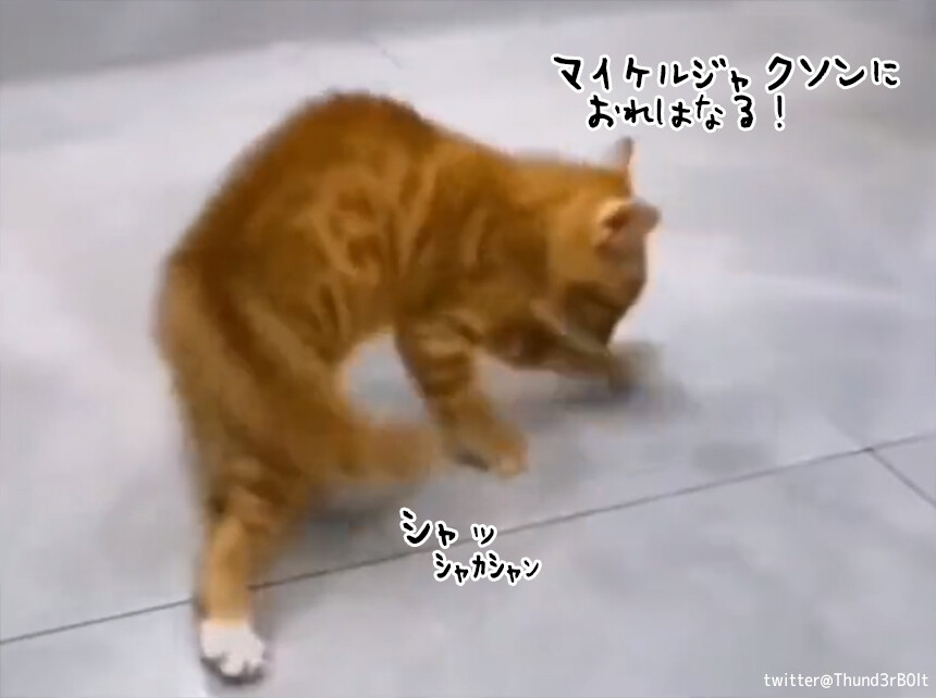 マイケルジャクソンに俺はニャる！猫、動画を見ながらムーンウォークを習得中