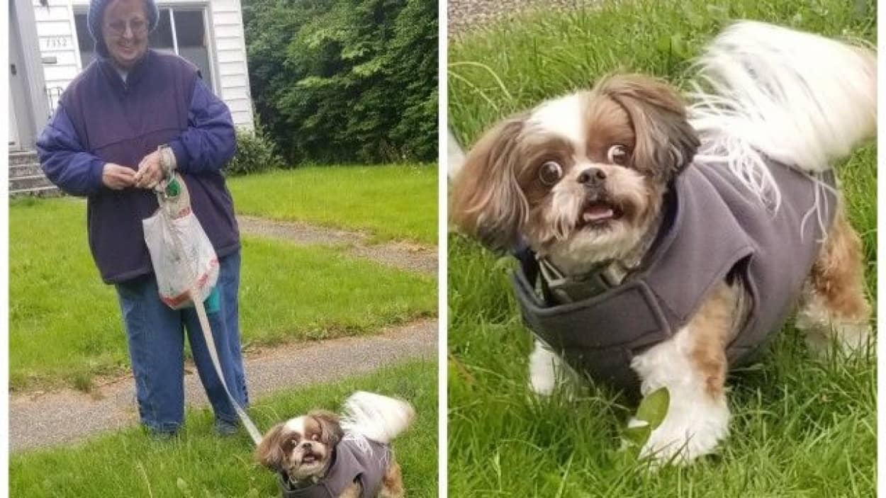 トリマーの女性が休日に お気に入りの犬が散歩をしているところに遭遇 その時の犬の反応が面白 カラパイア トリマーの女性が休日に お気に入りの犬が散歩をしているところに遭遇 その時の犬の反応が面白 カラパイア
