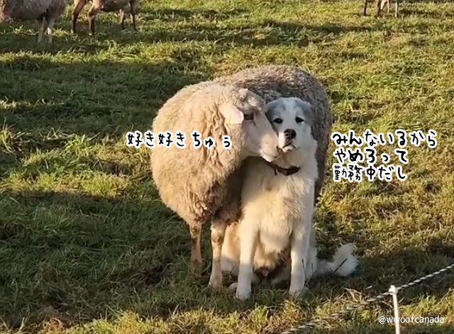 牧羊犬に恋した羊、いちゃいちゃが止まらない