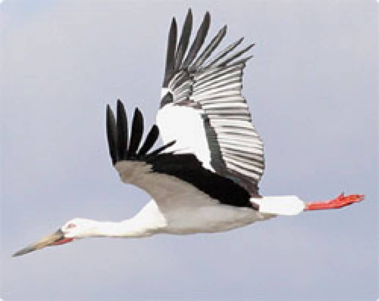 コウノトリもニート化 野生に返したコウノトリの85 が元の公園に戻ってきてしまうという事態に 兵庫県 カラパイア