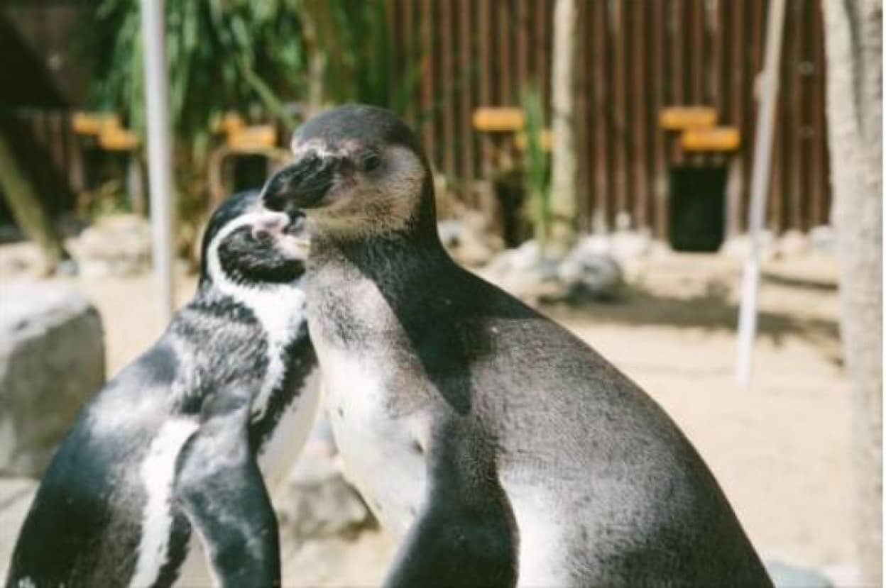ベストコレクション フンボルトペンギン 増えすぎ 海外の反応 フンボルトペンギン 増えすぎ 海外の反応 Mbaheblogjpxden ベストコレクション フンボルトペンギン 増えすぎ 海外の反応 フンボルトペンギン 増えすぎ 海外の反応 Mbaheblogjpxden
