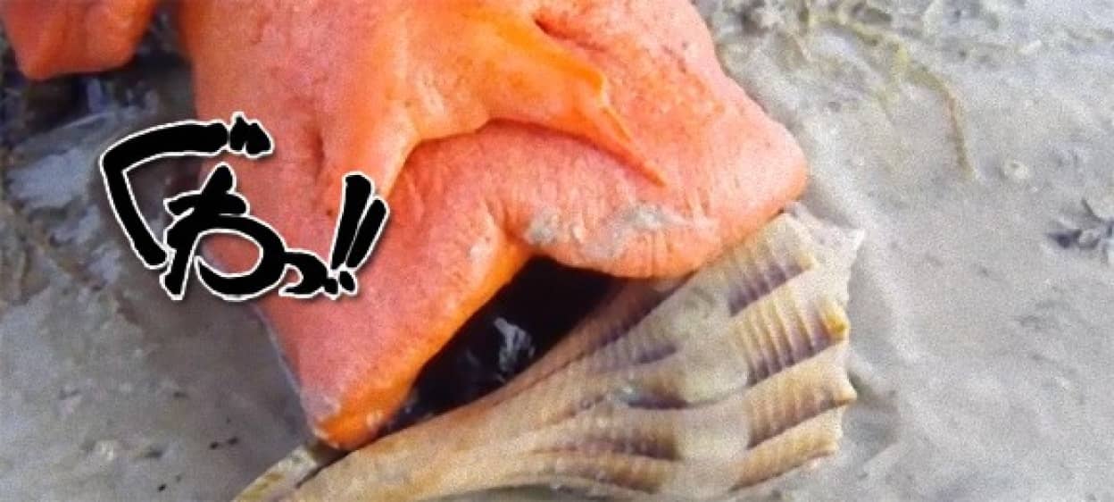 なにこれ怖い 完全肉食の巨大な貝 トリプロフズス ギガンテウス の捕食映像 カラパイア なにこれ怖い 完全肉食の巨大な貝 トリプロフズス ギガンテウス の捕食映像 カラパイア