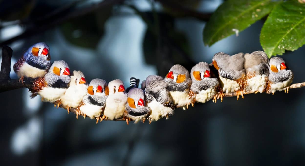 鳥に出会うと心の健康状態が改善される