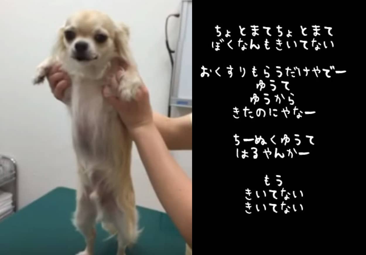 関西弁を話すチワワの銀さん 病院で注射すると聞いて必死の説得 カラパイア 関西弁を話すチワワの銀さん 病院で注射すると聞いて必死の説得 カラパイア