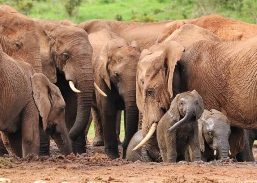 elephant-4736008_640_e