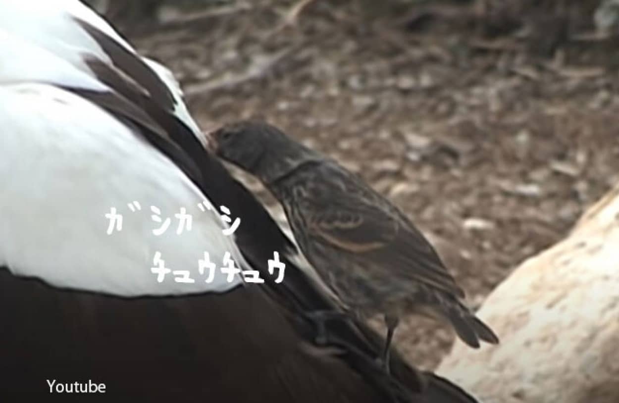 生きている鳥にくちばしをザクザク差して血を吸う鳥が存在する