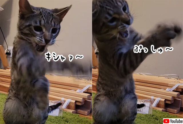 見えない敵と戦い続ける猫。さて何と戦っているのでしょうか？