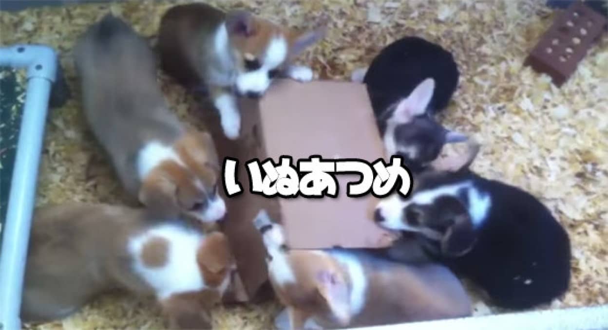 段ボールは犬もホイホイできる 段ボールでいぬあつめ カラパイア 段ボールは犬もホイホイできる 段ボールでいぬあつめ カラパイア