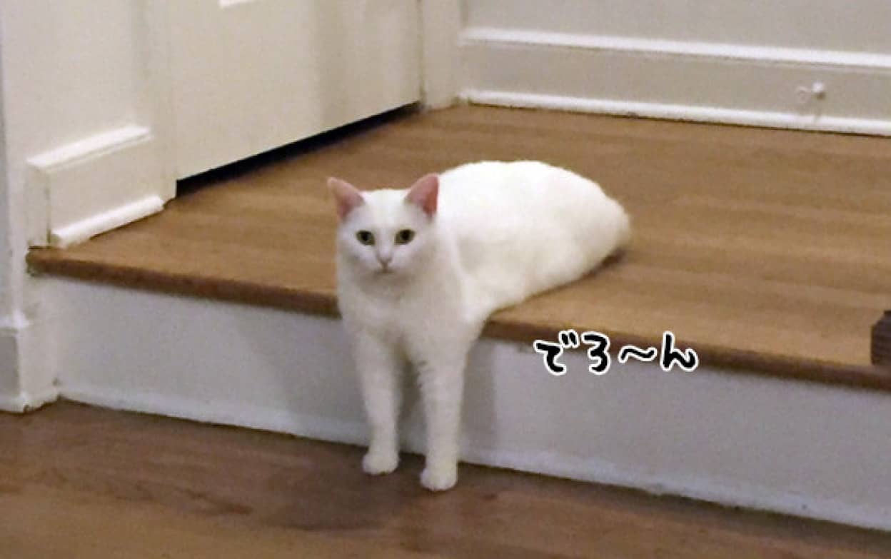 後ろ足を隠した猫があまりにもクリーチャーじみていたのでコラ職人頑張る カラパイア 後ろ足を隠した猫があまりにもクリーチャーじみていたのでコラ職人頑張る カラパイア