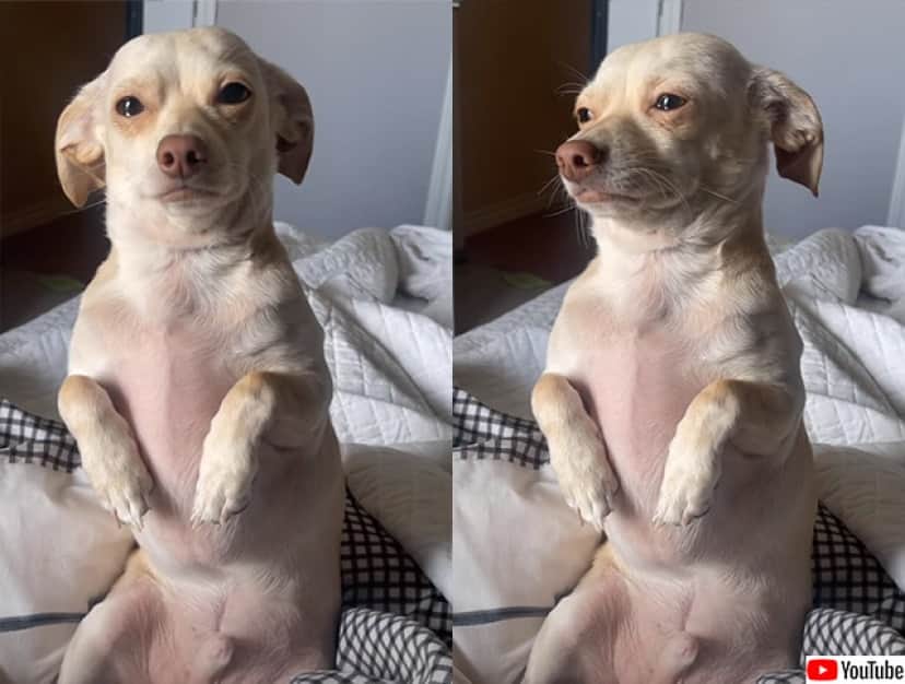 会社に行くのが辛すぎる 出かけようとすると悲しそうな顔をする犬 カラパイア