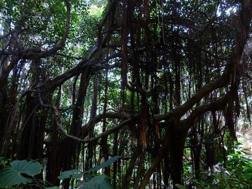 jungle-g56462633b_640