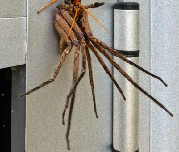 オンリーオーストラリア 巨大蜘蛛と巨大ハチが玄関ドアで対決中 蜘蛛 ハチ出演中 カラパイア