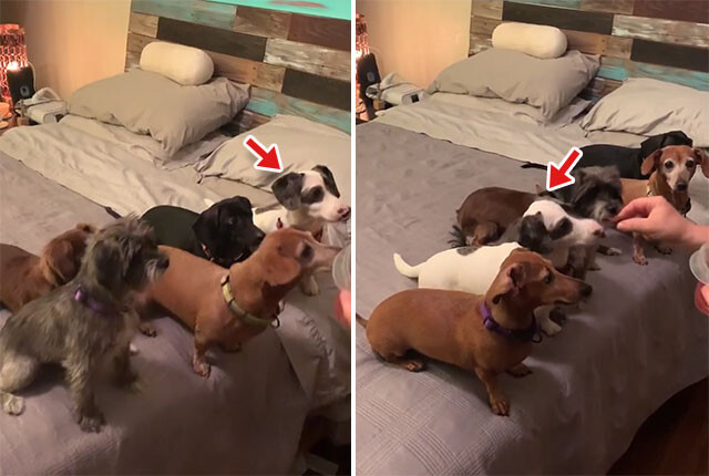 食いしん坊ワン歳！順番でおやつをもらう犬たちの中で堂々と横入りしまくる犬