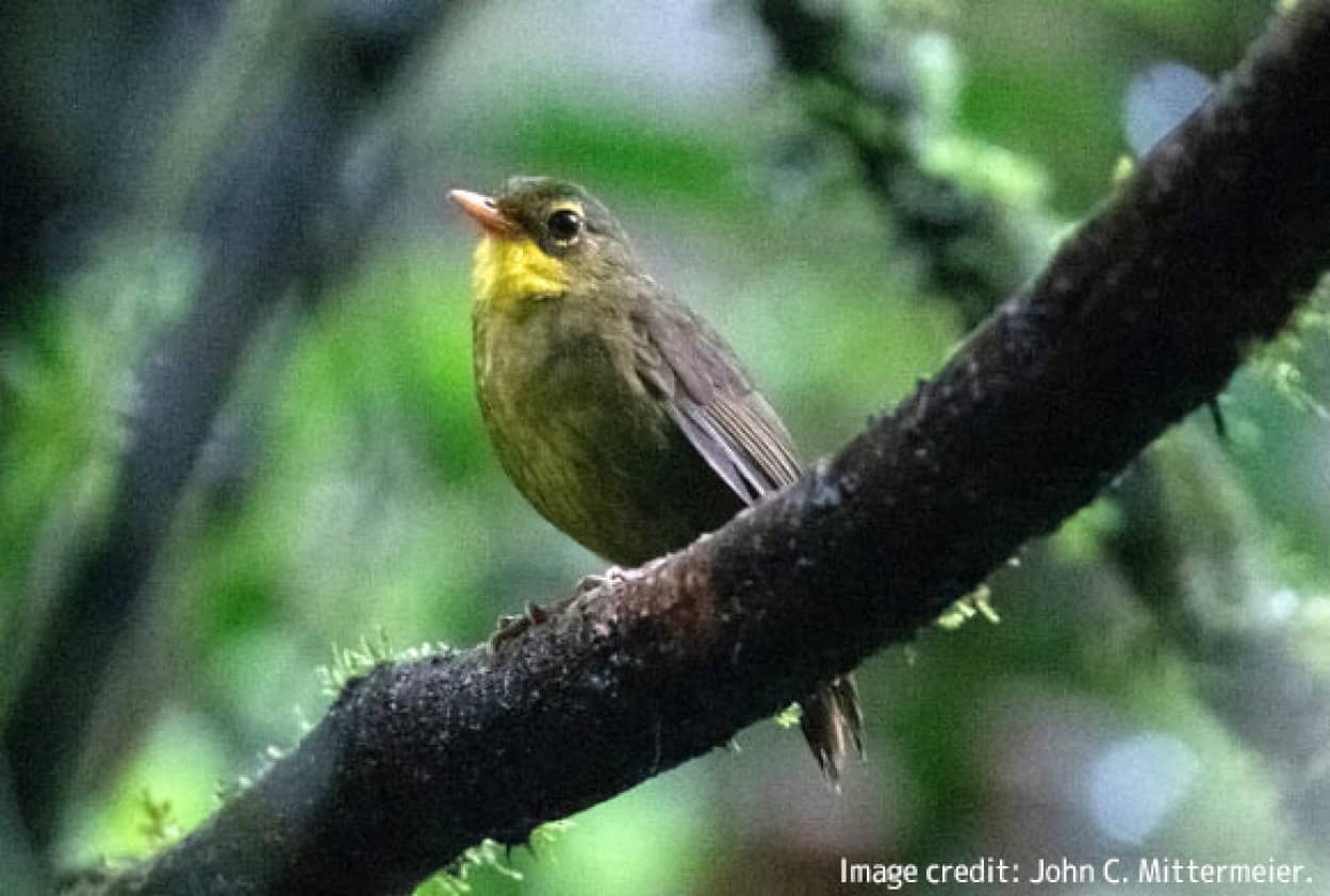 絶滅危惧だったススケマダガスカルヒヨドリが24年ぶりに再発見