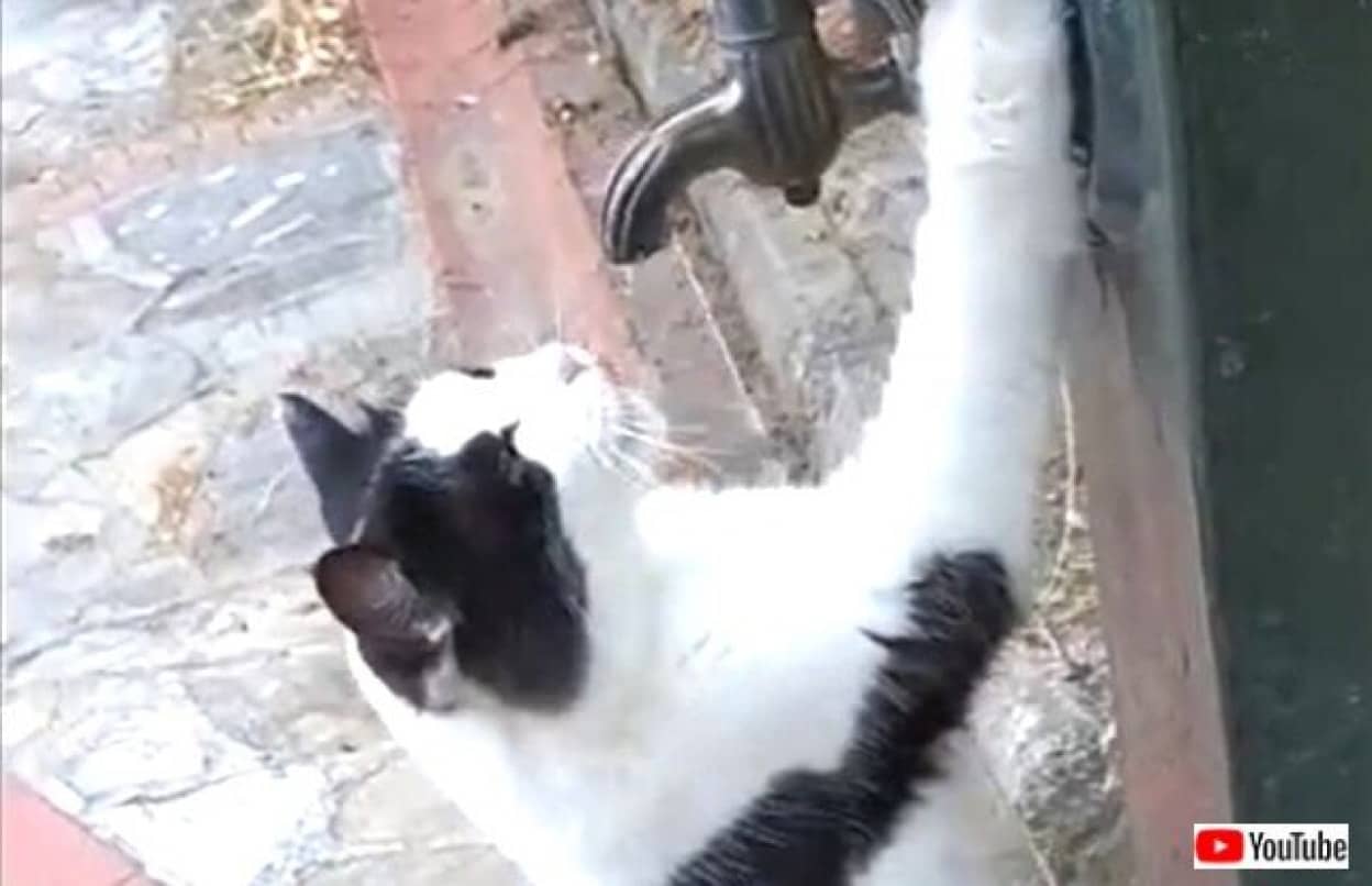 猫氏 おねがい 蛇口を回してくれニャい と 猫に優しい街イスタンブールで当然のようにおねだりする カラパイア 猫氏 おねがい 蛇口を回してくれニャい と 猫に優しい街イスタンブールで当然のようにおねだりする カラパイア