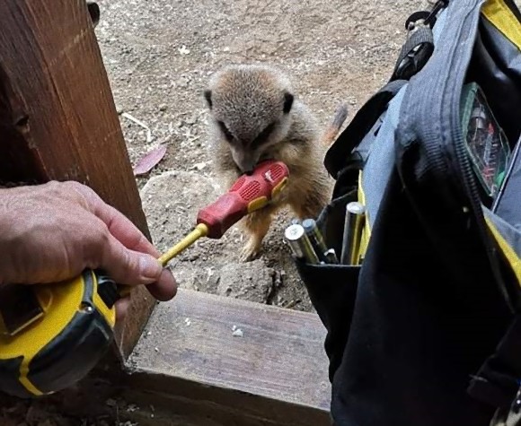 エンジニア志望か？動物園のミーアキャット一家、電気技師の工具に興味津々（イギリス）