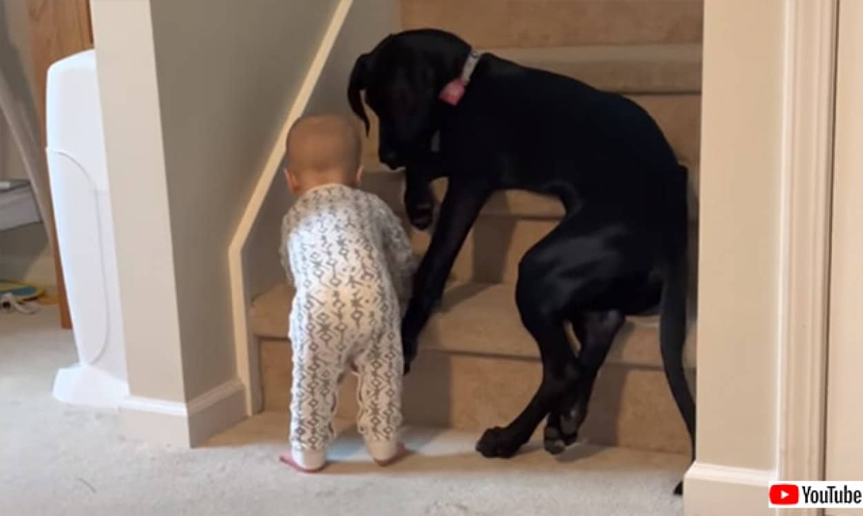 赤子にはまだ早かろう 階段をブロックし赤ちゃんを危険から守ろうとする犬 カラパイア 赤子にはまだ早かろう 階段をブロックし赤ちゃんを危険から守ろうとする犬 カラパイア