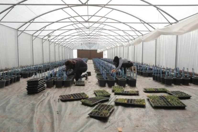 seeding_e