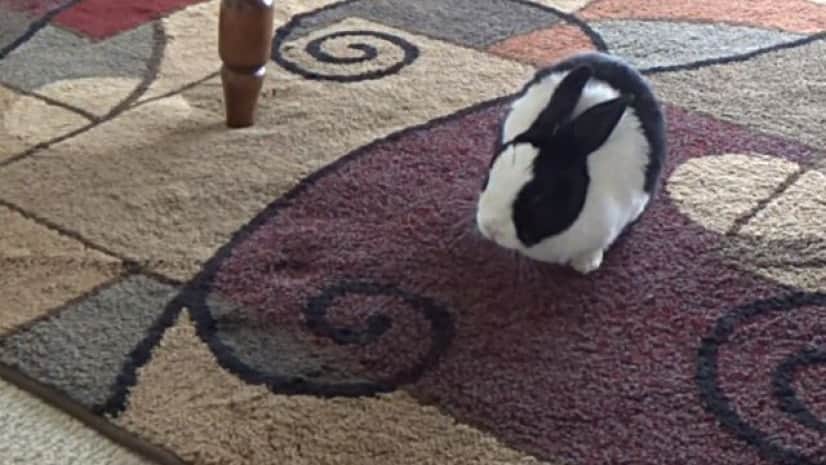 もう限界 おやすみなさい コテンと寝落ちするウサギがちょっぴりうらやましくなる映像 カラパイア