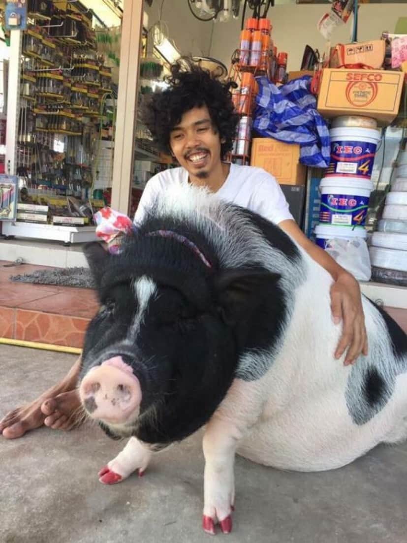 思ってたのと全然ちがう ミニブタと思って飼い始めたらあっという間に巨大化の波 タイ カラパイア 思ってたのと全然ちがう ミニブタと思って飼い始めたらあっという間に巨大化の波 タイ カラパイア