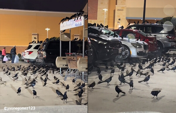 まさかの鳥だかり。駐車場で鳥の大群が結集、ヒッチコック映画を彷彿とさせる