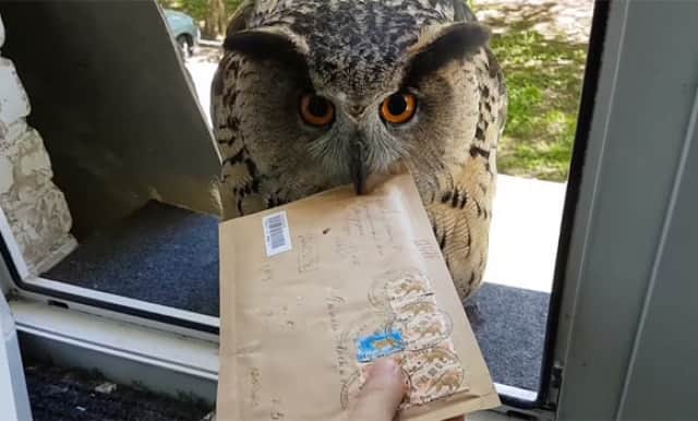 お手紙来てたよ 手紙を運んできてくれるハリーポッターのヘドウィグみたいなフクロウは実在した ロシア カラパイア お手紙来てたよ 手紙を運んできてくれるハリーポッターのヘドウィグみたいなフクロウは実在した ロシア カラパイア