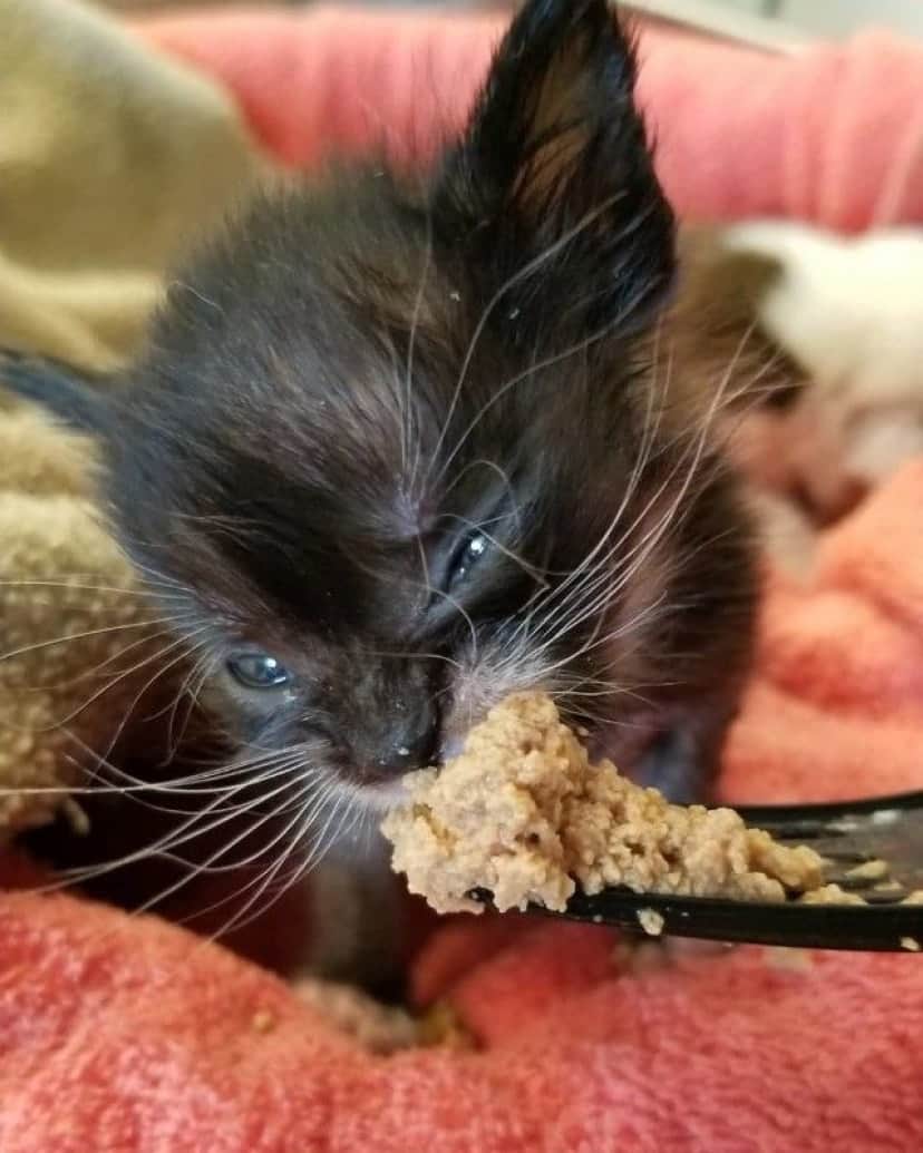kitten-4 (1)